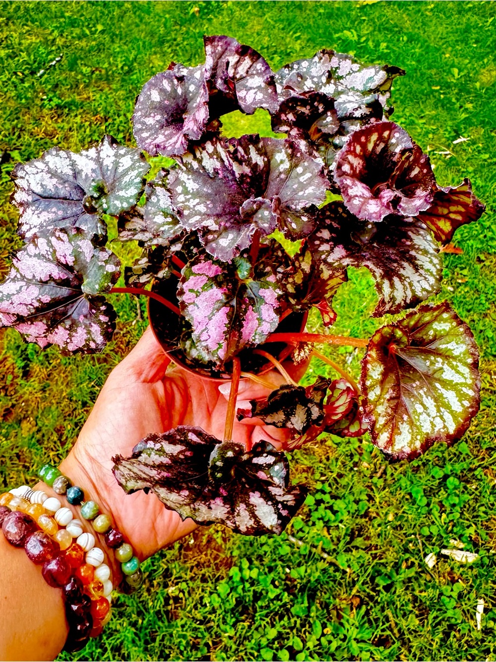 Begonia Rex